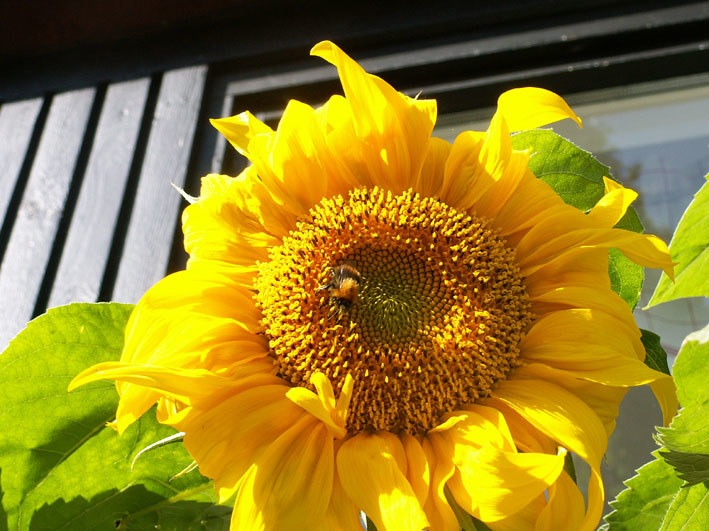 Månedens bilder 2010