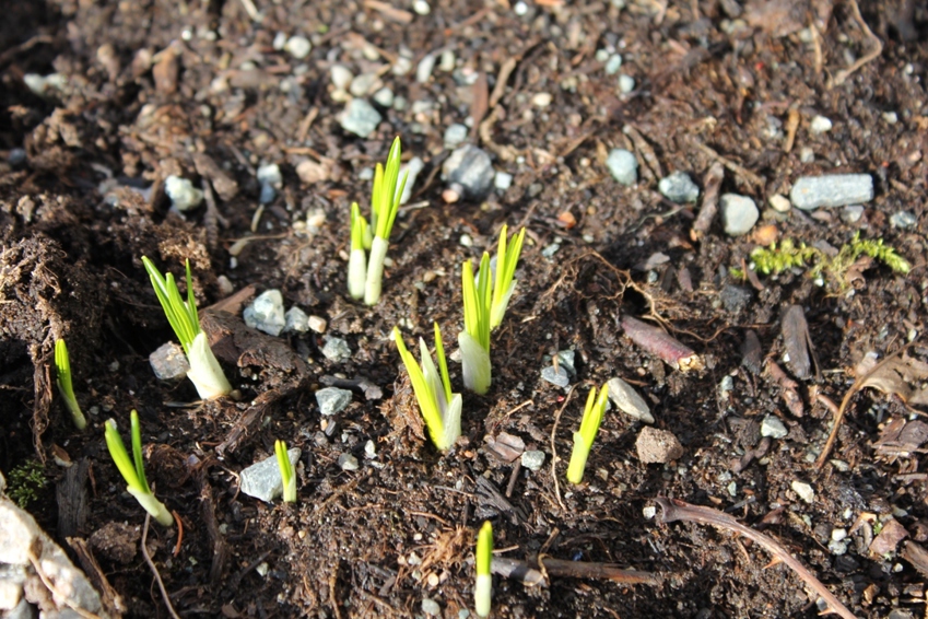 Månedens bilder 2012