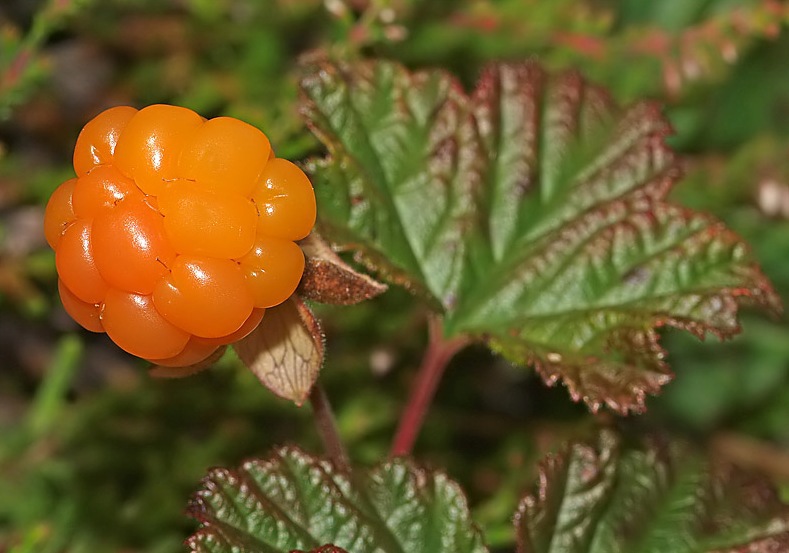 Månedens bilder 2013